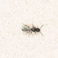 Sparasion sp.